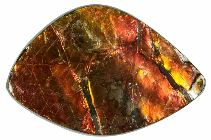 Iridescent Ammolite (Fossil Ammonite Shell) - Fiery Red #310315